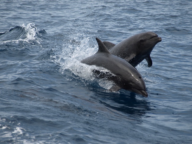 ../../Pictures/050210/086 grosse Tuemmler.JPG